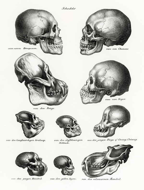 Fotografías de cráneos que evidencian la evolución del ser humano.