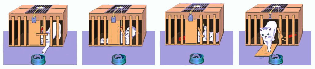 Representación Experimentos de Thorndike con gatos 

						