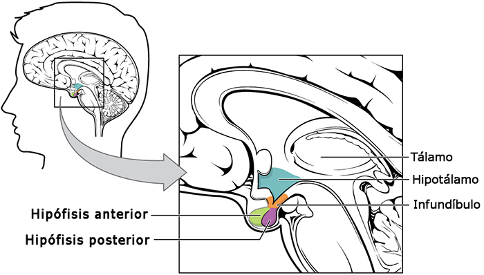 Cerebro medio