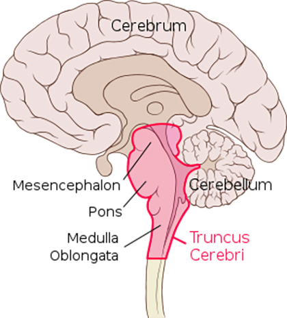 Tallo de la sección sagital del cerebro