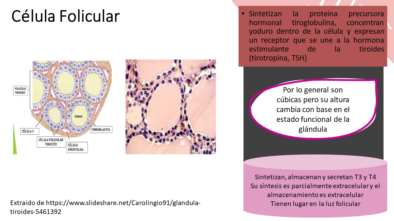 Imagen1