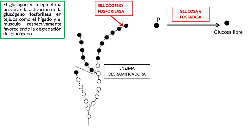 Glucagçon y la epinefrina provocando a activación de glucógeno fosforilasa