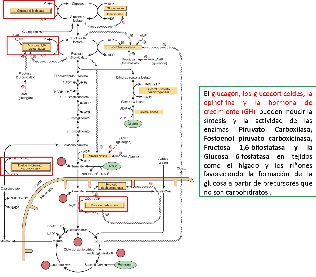 Esquema de glucagón, los glucocorticoides, la epinefrina y la hormona de crecimiento.