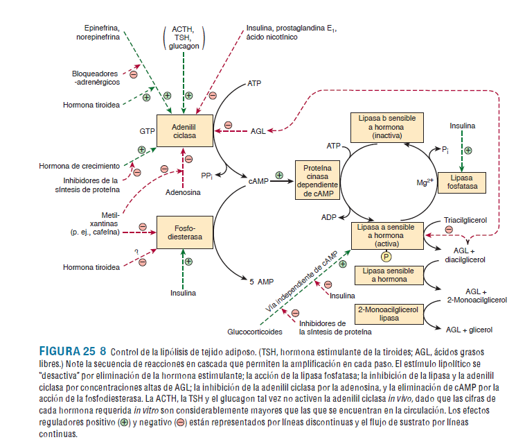 Control de la lipólisis del tejido adiposo