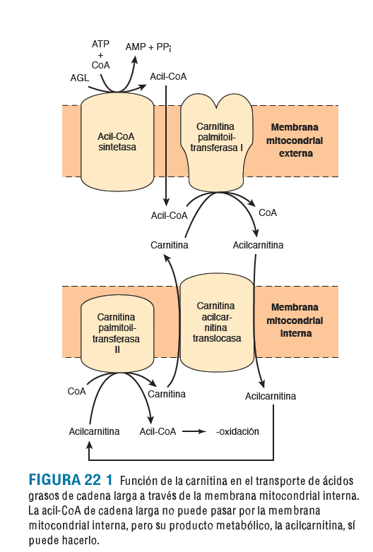 Funcion de la carnitina en el transporte de àcidos grasos
