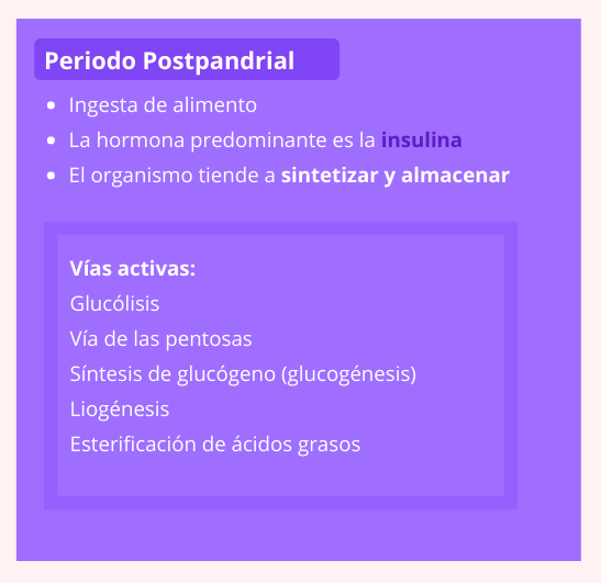 Características del período postpandrial y vías activas