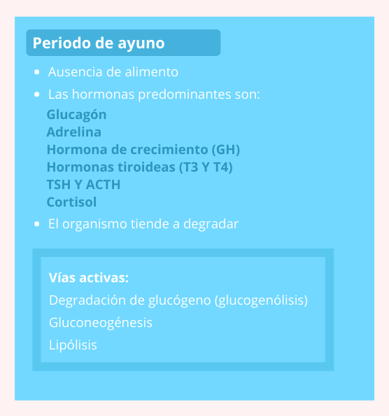 Características del período de ayuno y vías activas