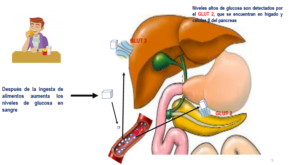 Ingesta de alimentos aumenta la glucosa