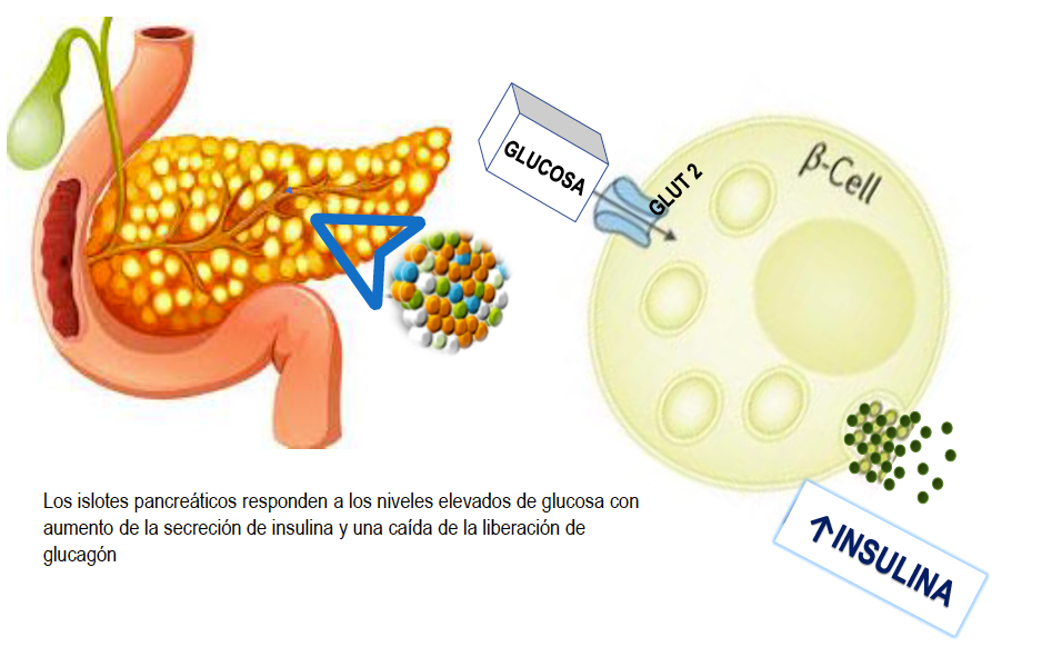 Islotes pancreáticos, niveles elevados de glucosa