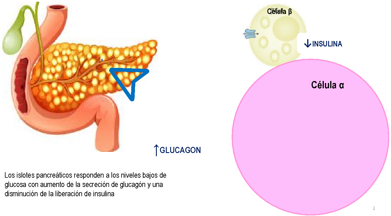 Islotes pancreáticos respondiendo a los niveles bajos de glucosa, aumenta secrecciòn de insulina