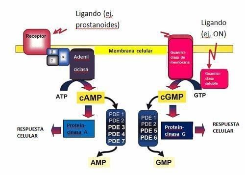 Proceso de acción del guanosín monofosfato cíclico