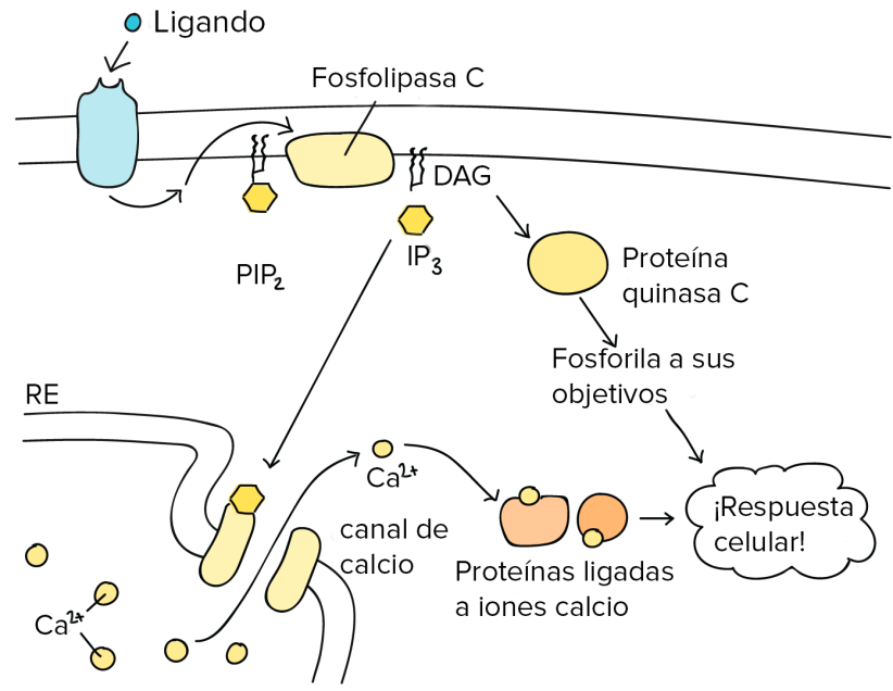 Activación de dos vías de señalización 