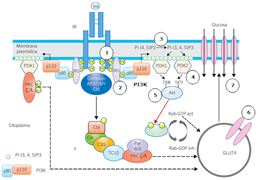 Mecanismo de acción de la insulina como ejemplo de la activación de la cascada de tirosina cinasa